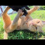 寝起きの茶トラ猫ちゃんが寝ボケながら攻撃してきた(YouTube)