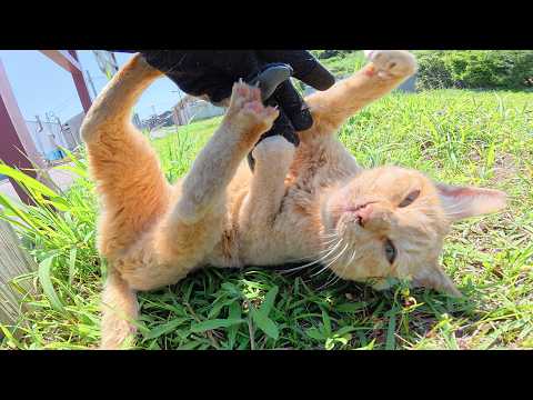 寝起きの茶トラ猫ちゃんが寝ボケながら攻撃してきた(YouTube)