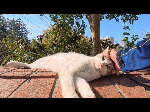 【癒し注意】塀の上で気持ちよさそうに眠る猫がかわいすぎた(YouTube)