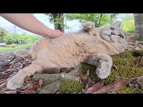 庭園でトトロ猫をモフっていたら、ぽっちゃりパンダ猫も寄って来た(YouTube)