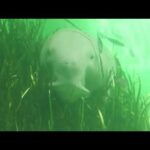 ジュゴン の『セレナ』 (鳥羽水族館) 2022年7月17日(YouTube)
