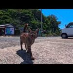 【猫島上陸】フェリーを降りると港でいつもの猫たちがお出迎えしてくれた(YouTube)