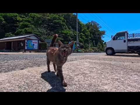 【猫島上陸】フェリーを降りると港でいつもの猫たちがお出迎えしてくれた(YouTube)