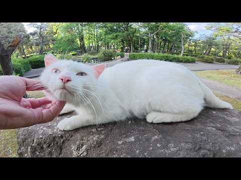 青い瞳の白猫ちゃんが岩の上にのって人間にマッサージされる(YouTube)