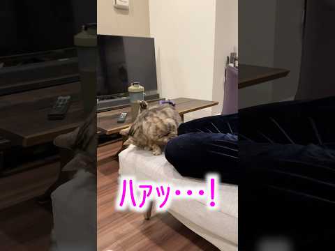 甘えたすぎてチンが出てきてしまった猫 #ルトロゼ #ベンガル #猫(YouTube)