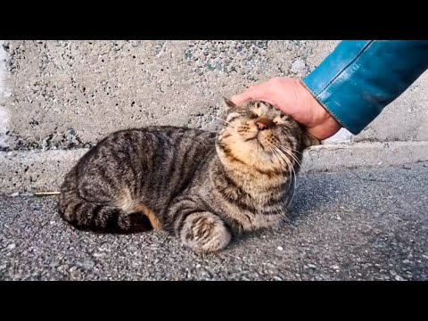 海辺の道で道路脇で座っていた猫たちをナデナデしてきた(YouTube)