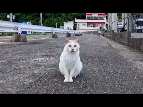 フェリー乗り場に行くと頭にΛマークの白猫ちゃんがモフられにきた(YouTube)