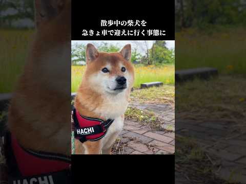 散歩中の柴犬を急きょ迎えに行くことになりました #お迎え #shibainu #犬のいる暮らし(YouTube)