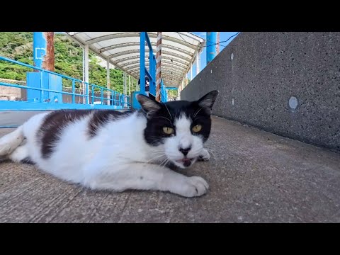 【猫島上陸】フェリー到着！桟橋で待っていた猫のお出迎えが可愛すぎた(YouTube)