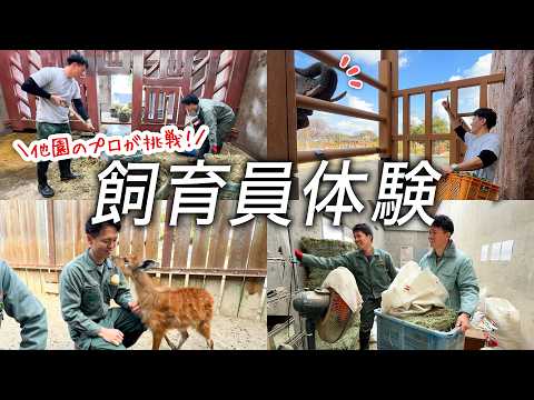 バイオパークのスタッフが東武動物公園で飼育員体験をしてみたら…？ゾウのエサやりからシタツンガの人工哺育まで【密着】(YouTube)