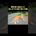 蝶を取り逃がして悲しそうに鳴く茶シロ猫 #猫 #ねこ #cat(YouTube)