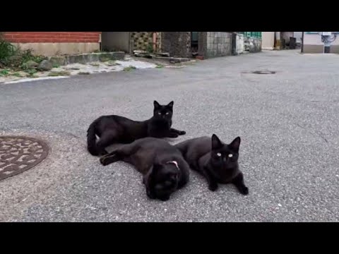 【今週の感動猫動画 2026/6/2w】今週撮った未公開猫動画まとめて公開-unreleased video of this week(YouTube)
