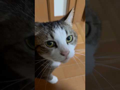 当たり前のように「ニャ〜ぉ」(YouTube)