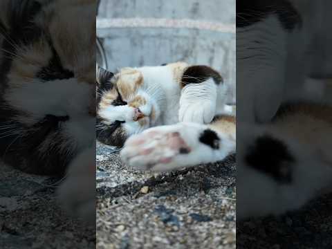 ゴロゴロ大音量な猫(YouTube)