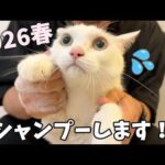 春のシャンプー1番目はチロさん！(YouTube)