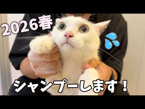 春のシャンプー1番目はチロさん！(YouTube)