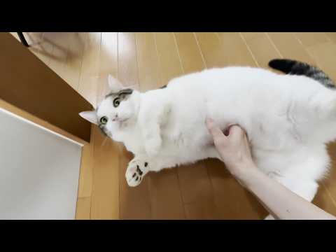 なぜか「娘のところに行け」と転がされる猫(YouTube)