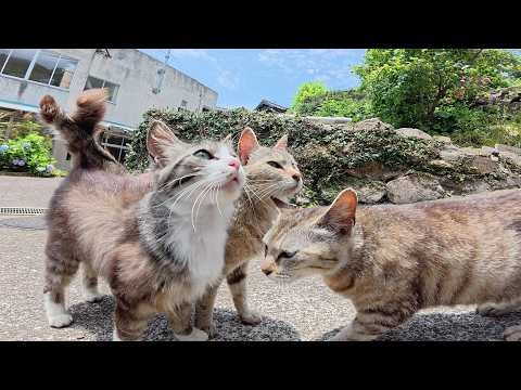 仲良し猫軍団がワラワラと集まって来てコスモスの花の前に集合する(YouTube)