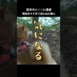 柴犬は興味津々で、ママが怖がってるのに勇猛果敢にアレに挑む…！ #shibainu #拒否犬　#柴犬ハチ(YouTube)