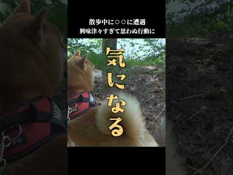 柴犬は興味津々で、ママが怖がってるのに勇猛果敢にアレに挑む…！ #shibainu #拒否犬　#柴犬ハチ(YouTube)