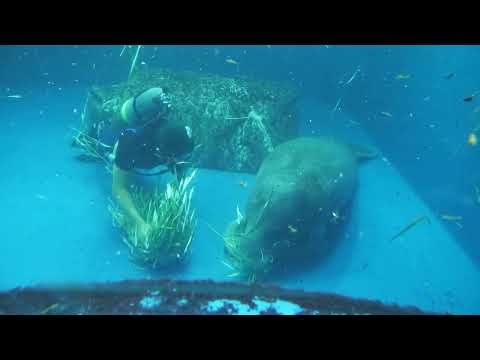 アフリカマナティー ごはんの時間 (鳥羽水族館) 2022年7月17日(YouTube)