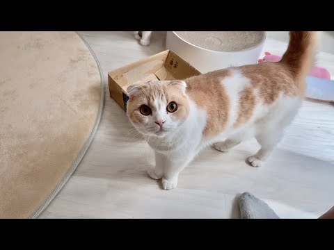 仕事が終わったと勘違いして一足早く甘えに来ちゃった猫の反応が…笑(YouTube)