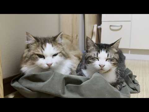 並んでくつろぐ仲良し親子猫(YouTube)