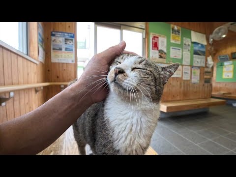 猫島のフェリー切符売り場にいた人懐っこい猫ちゃん、待ち時間が癒しの時間になった(YouTube)