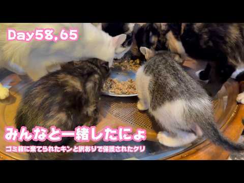みんなと一緒に食べたにょ～  ゴミ箱に棄てられたキンと訳ありで保護されたクリ  Day58,65  2026 06 14 2(YouTube)