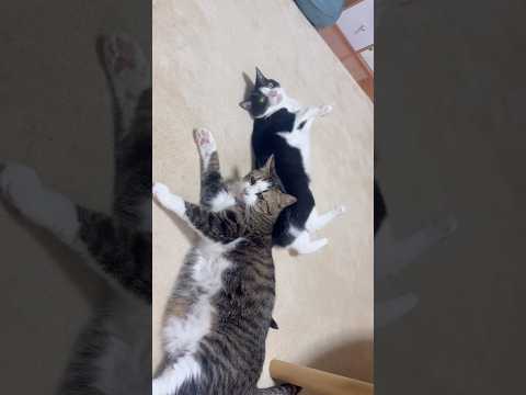 もういい、寝る(YouTube)