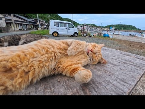 【猫島】さっきまで寛いでいた猫が突然ブチギレ！？予想外の反応が可愛すぎた(YouTube)