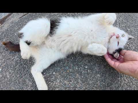 ひざでくつろいでる時も狩猟本能には逆らえないおかっぱ猫ちゃん(YouTube)