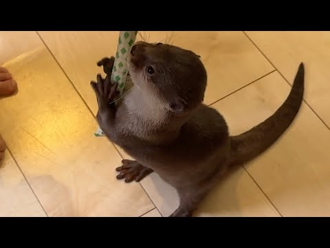 カワウソを追いかけて一緒に遊ぼう！ Let’s chase the otters and play with them!(YouTube)
