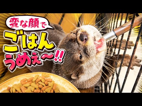 絶対に食欲には勝てないよね。でも変な顔で食べるのやめてw(YouTube)