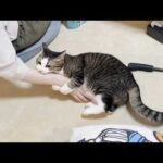 「さっきまであんなに上機嫌やったのに」急変して噛んでくる猫(YouTube)