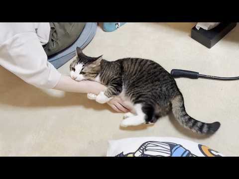 「さっきまであんなに上機嫌やったのに」急変して噛んでくる猫(YouTube)