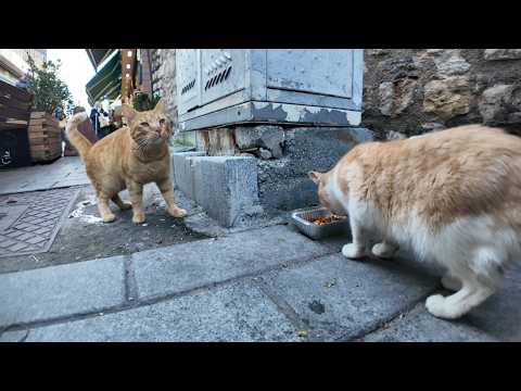 人で賑わう通りの片隅で…ご飯をもらって嬉しそうに食べる猫たち(YouTube)