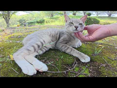 「トカゲはどこに逃げたかニャ？」と探し回る灰色猫ちゃん(YouTube)