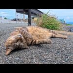 猫島の猫ちゃん、道路脇で爆睡…完全に野生を忘れていて可愛すぎた(YouTube)