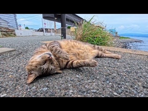 猫島の猫ちゃん、道路脇で爆睡…完全に野生を忘れていて可愛すぎた(YouTube)