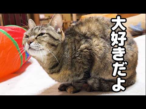朝から甘えん坊な猫が後輩猫に見せた大好きサイン(YouTube)