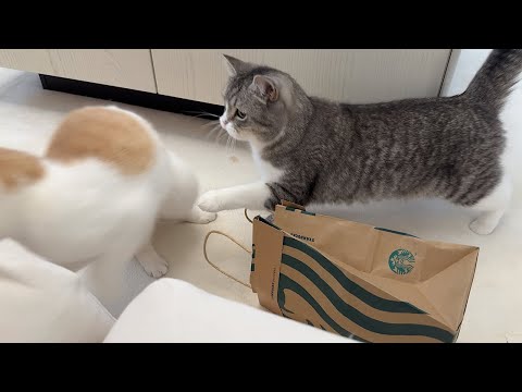 弟がイタズラしてるとすっ飛んできて注意してくれる兄猫が頼もしすぎましたw(YouTube)