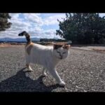 海辺の道を歩いていたら三毛猫ちゃんが駆け寄ってきた(YouTube)