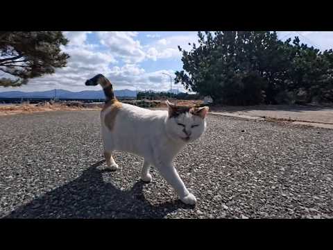 海辺の道を歩いていたら三毛猫ちゃんが駆け寄ってきた(YouTube)