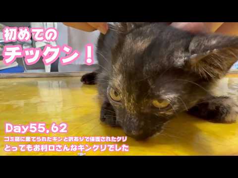 初めてのチックンしたにゃ  おりこうだからねあたちたち  ゴミ箱に棄てられたキンと訳ありで保護されたクリ  Day55,62  2026 06 11 2(YouTube)