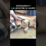柴犬は眠くて動きたくない⁉️駄々こねる様子が可愛すぎる #shibainu #犬のいる暮らし #拒否犬(YouTube)