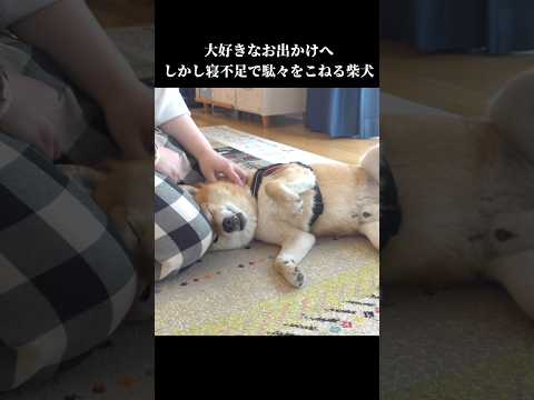 柴犬は眠くて動きたくない⁉️駄々こねる様子が可愛すぎる #shibainu #犬のいる暮らし #拒否犬(YouTube)