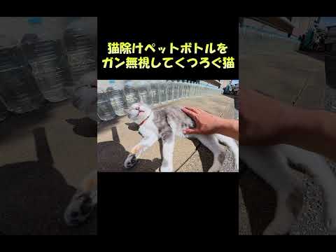 猫除けペットボトルをガン無視してくつろぐ猫 #猫 #ねこ #cat(YouTube)