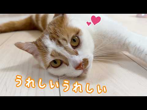 甘え方が独特な猫トロしゃん(YouTube)