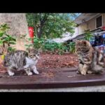 本屋街で暮らす子猫たちが可愛すぎて足が止まった…癒しの猫たちの日常(YouTube)